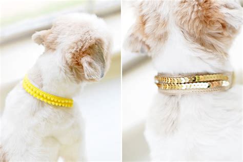 11 DIY Dog Collars For Your Favorite Pooch