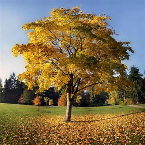 Tulip Poplar Trees are a healthy wooded, rapid growing shade tree.