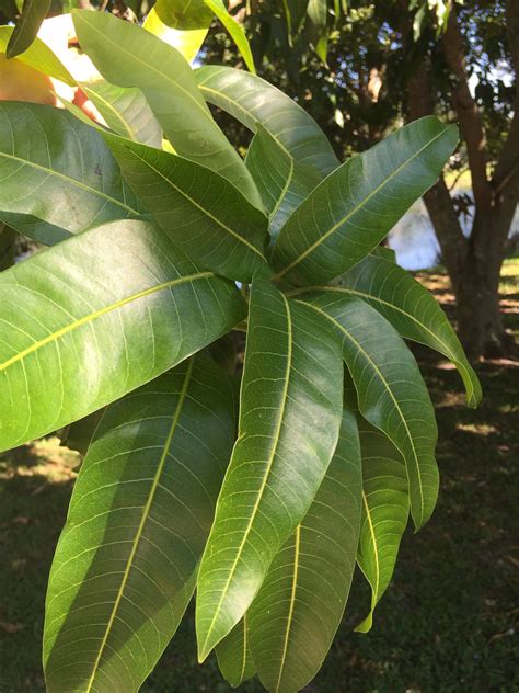 100 Fresh Organic Mango Leaves Tea never sprayed picked and | Etsy