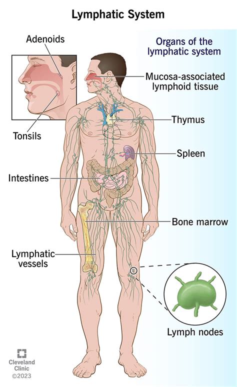 Lymphatic System: Parts & Common Problems