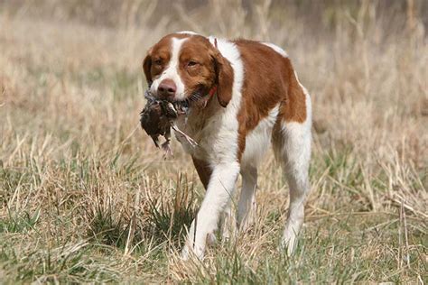 Brittanys: 8 Things To Know About This High Energy Sporting Group Breed