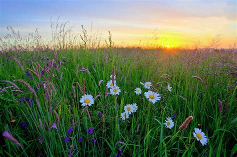 Meadow Sunrise by Doug Chinnery