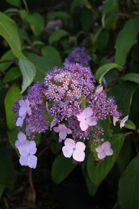 Hydrangea aspera Villosa Group | Pan Global Plants