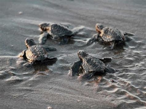 How Long Do Baby Turtles Take To Hatch - Baby Viewer