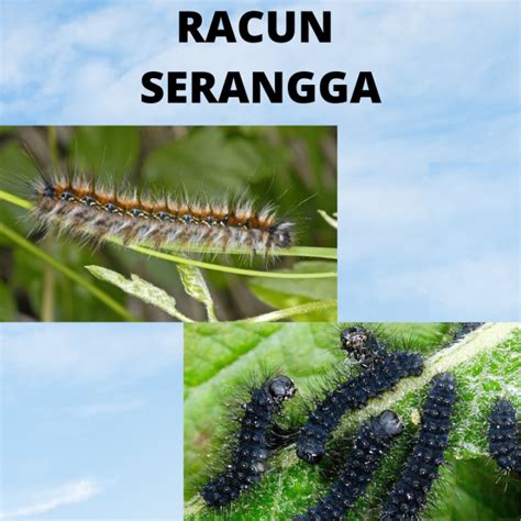 Ulat Bulu Caterpillars (Racun Serangga) | Lazada