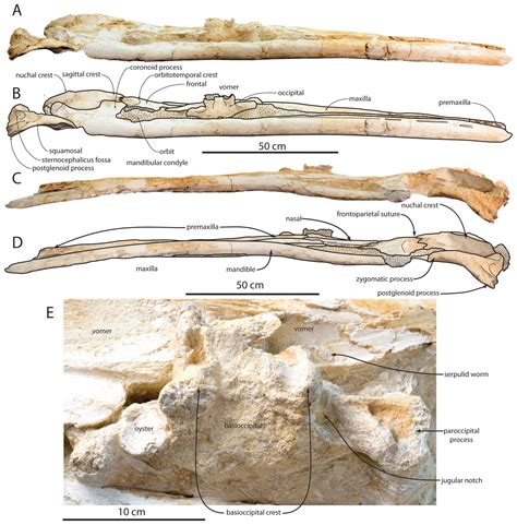 Anatomy, feeding ecology, and ontogeny of a transitional baleen whale: a new genus and species ...