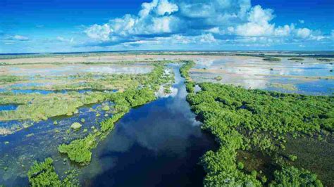 What To Know About The Swamps In Florida | Swamp Fever