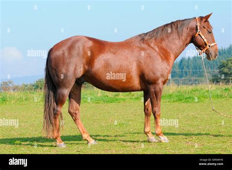 American Quarter Horse, gelding / chestnut, halter, side Stock Photo ...