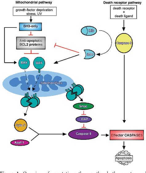 Mechanisms Of BCL-2 Family Proteins In Mitochondrial, 53% OFF