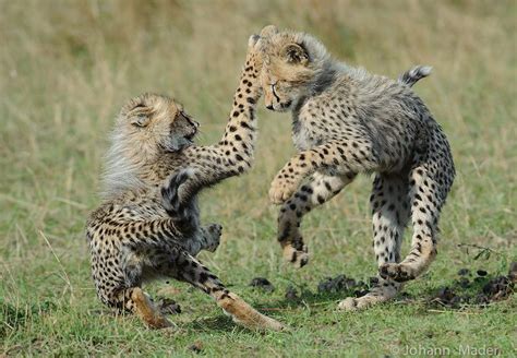 Africa | 'Cheetah cubs' © Johann Mader Funny Animals, Cute Animals, Baby Cheetahs, Cheetah Cubs ...