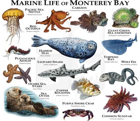 Marine Animals of Monterey Bay Poster Print | Etsy