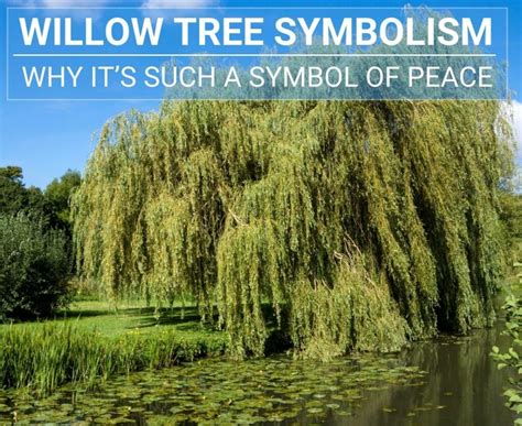 Discover The Willow Tree Symbolism And Why It’s Such A Symbol Of Peace
