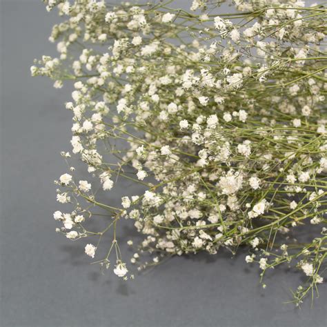 Gypsophila, Dried, Natural White - Atlas Flowers