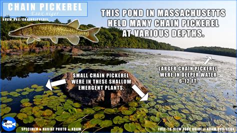 ChainPickerel — Koaw Nature