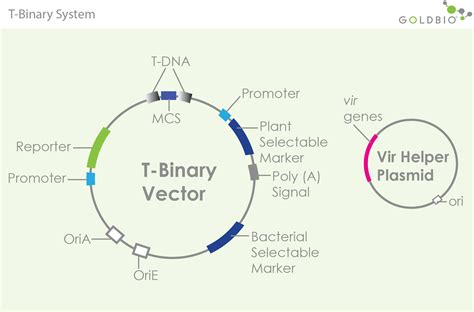 A Quick Overview of Agrobacterium for Plant Transformation | GoldBio