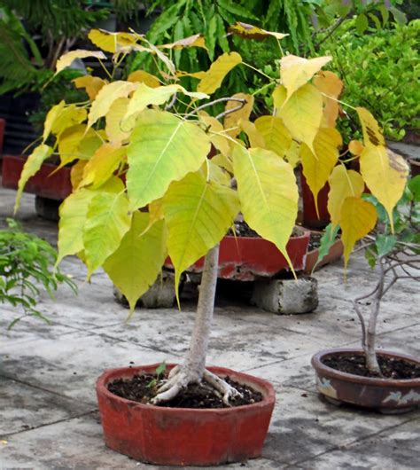 Stock Pictures: Peepal or Fig Bonsai