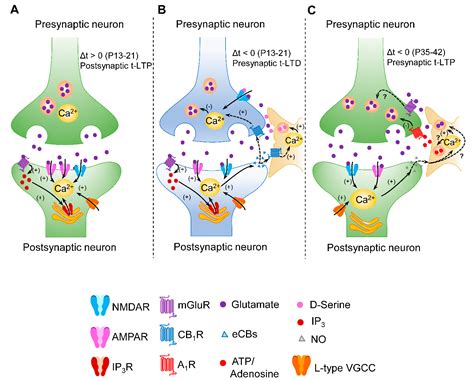 IJMS | Free Full-Text | Role of Group I Metabotropic Glutamate Receptors in Spike Timing ...