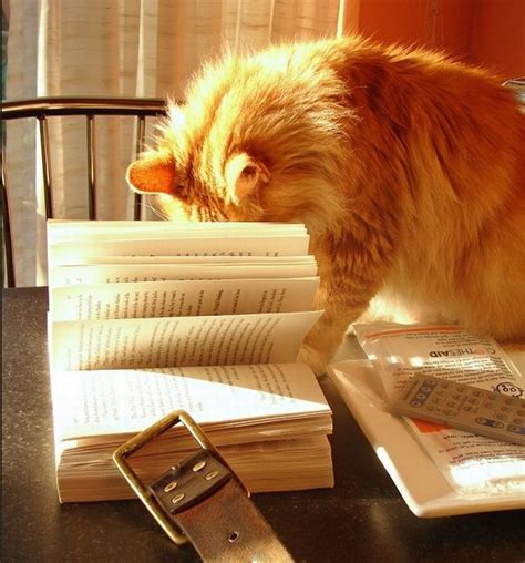 Cats Reading Books (18 pics + 1 gif)