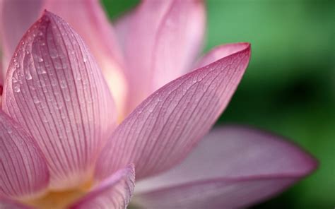 Lotus HD Wide Wallpapers | HD Wallpapers | ID #5690