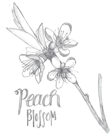 Peach Blossom Drawing at GetDrawings | Free download