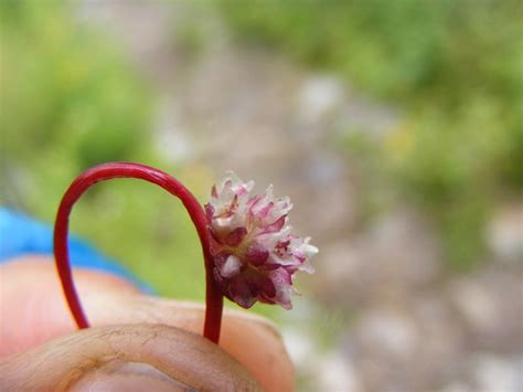 Cuscuta europaea – eFlora of India