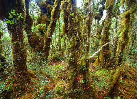 10+ Stunning Forests in the Philippines You Should Visit Now