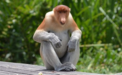 Labuk Bay Borneo Proboscis Monkey Sanctuary