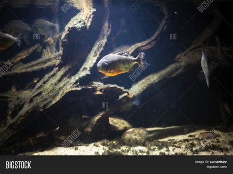 Piranha Amazon River Image & Photo (Free Trial) | Bigstock