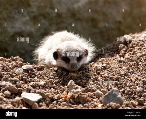 Baby meerkat (pup) taking a rest Stock Photo - Alamy