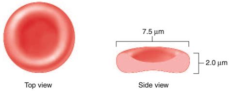 Describe the Appearance of a Mature Red Blood Cell - Anastasia-has-Mosley