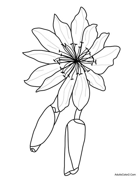 Bitterroot Flower Drawing | Best Flower Site