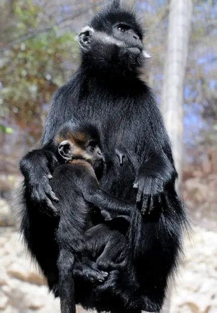 François’ langur | The Animal Facts | Appearance, Diet, Habitat, Behavior