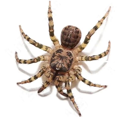 Tiger Armored Trap Door Spider - .5 to 1 inch