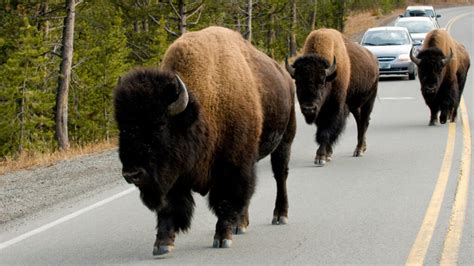 A Complete Guide to Yellowstone National Park Wildlife - Getaway Couple