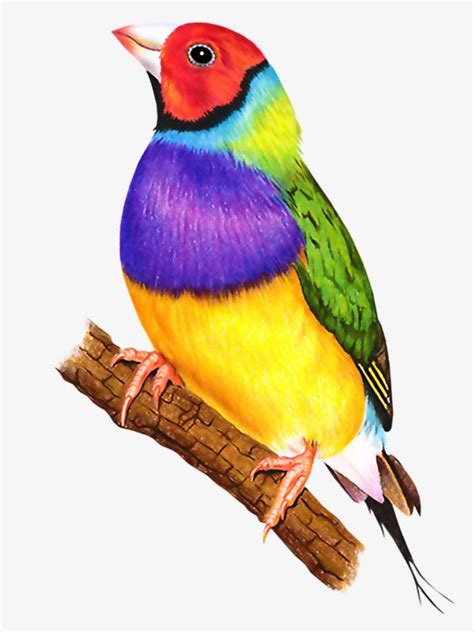 Colorful Birds | Bird drawings, Colorful birds, Watercolor bird