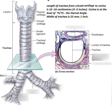 Tracheal Cartilage Diagram