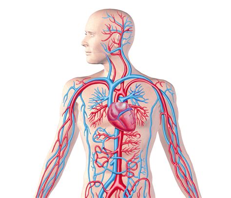 Quotes about Circulatory system (29 quotes)