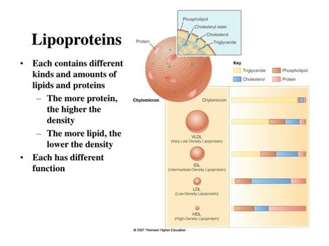 PPT - Lipoprotein Structures, Function and Metabolism PowerPoint Presentation - ID:3216145