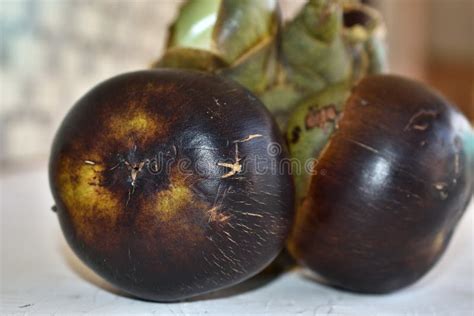 Palmyra Palm, Toddy Palm or Sugar Palm Fruit Isolated on White Background Stock Image - Image of ...