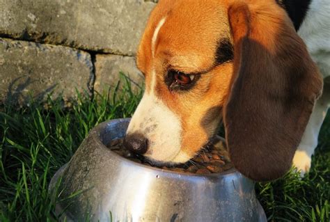 10 Best Dog Foods for Sensitive Stomachs - Pet Territory