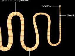 Tapeworm In Human Feces