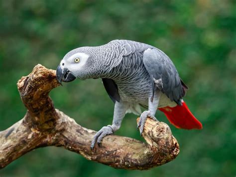 Bird Communication: Understanding How Birds Communicate | Birdfact