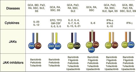 The role for JAK inhibitors in the treatment of immune-mediated rheumatic and related conditions ...