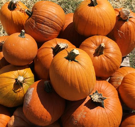 Planting pumpkins for prime harvesting in the fall