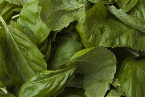 File:Basil leaves.jpg - Wikipedia