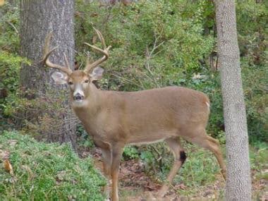 Venado Colablanca - Áreas Protegidas y Parques Nacionales de Costa Rica