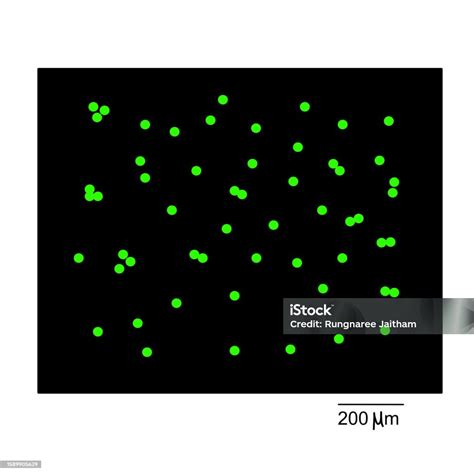 The Resulting Image Of Cell Staining With Fluorescence That Shows The ...