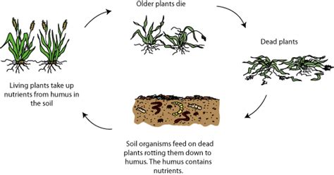 Biological properties | Te Kura Horticulture