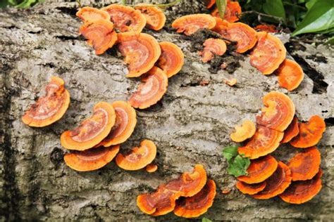 Health Benefits Of Saprophytic Fungi - Amazing Top 08