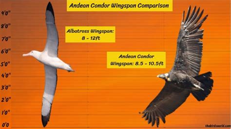 Andean Condor Wingspan: How Big Is It Compared To Others?